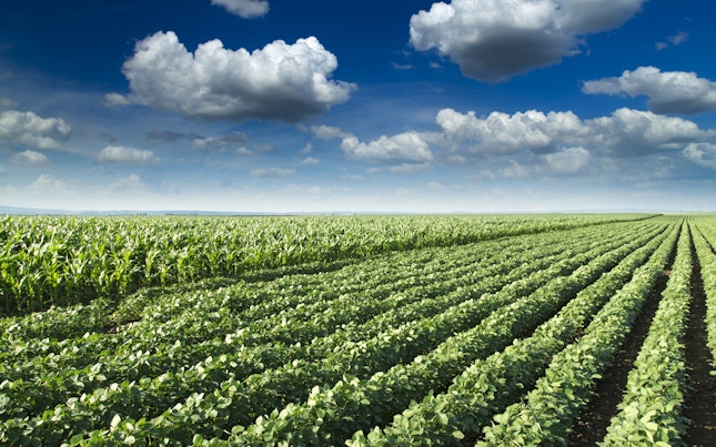 Field of Fresh Crops